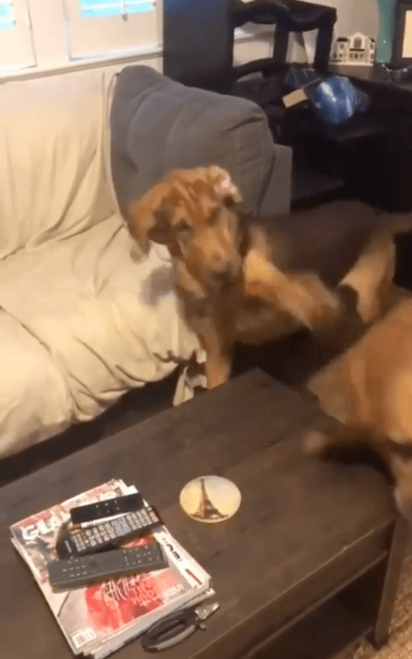 출처 : Reddit / 하지만 경고해도 소용없는 동생