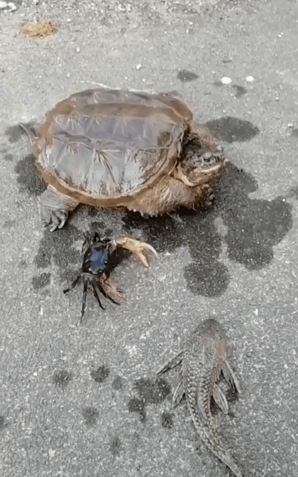 출처 : Reddit / 도로에 놓여져 있는 거북이와 게 그리고 물고기?