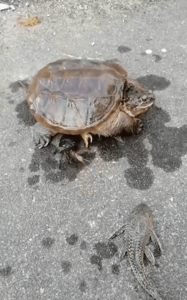 출처 : Reddit / 거북이 밑으로 들어가는 게