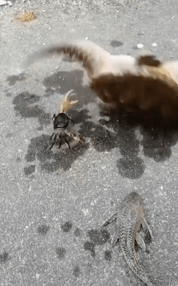 출처 : Reddit / 게가 자기 밑으로 들어오자, 호들갑 떨며 뒤집어지는 거북이