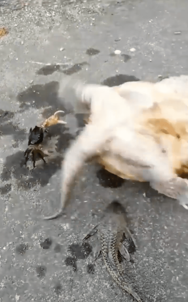 출처 : Reddit / 거북이의 행동에 당황스러운 게와 물고기?