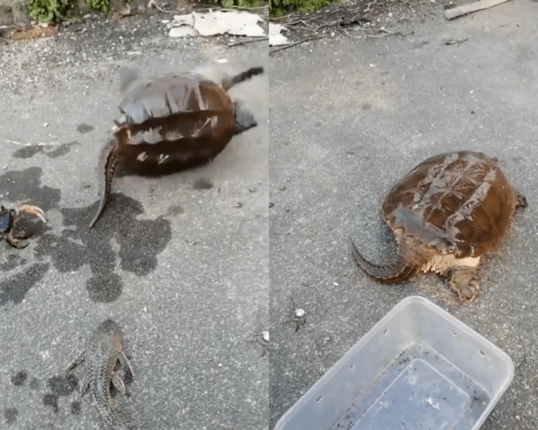 출처 : Reddit / 다시 뒤집어지면서 게와 멀리 떨어진 거북이