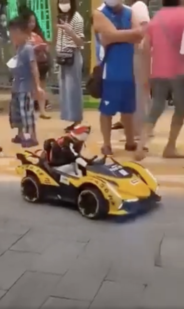 출처 : Reddit / 레이싱 선수처럼 모자부터 옷까지 완벽한 고양이