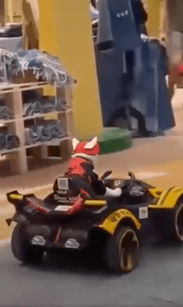 출처 : Reddit / 스포츠카를 타고 거리를 누비는 듯 다니는 고양이