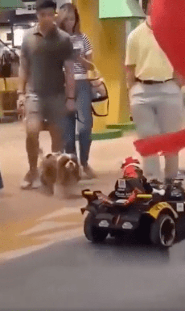 출처 : Reddit / 자동차를 탄 고양이를 보는 강아지?