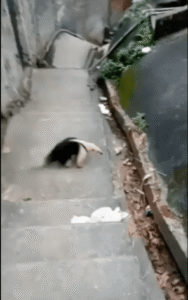 계단을 지키는 개미핥기, 길 위의 작은 왕국