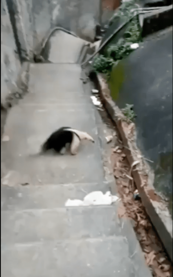 출처 : Reddit / 계단 한 가운데에 있는 개미핥기