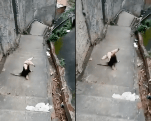 출처 : Reddit / 양팔을 벌려 지나가지 못하게 막고 있는 개미핥기