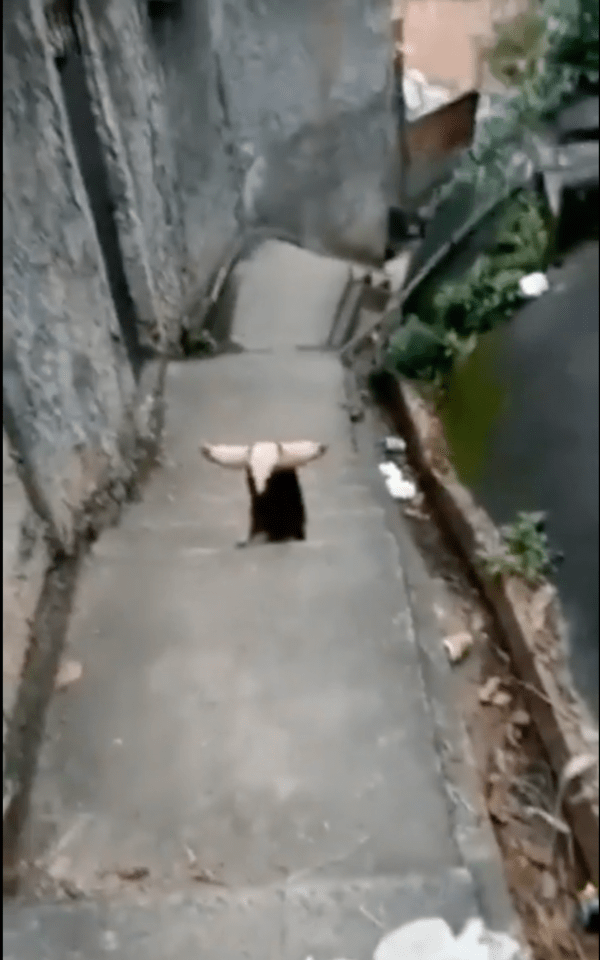 출처 : Reddit / 지나가지 말라고 한 가운데 서 있는 개미핥기