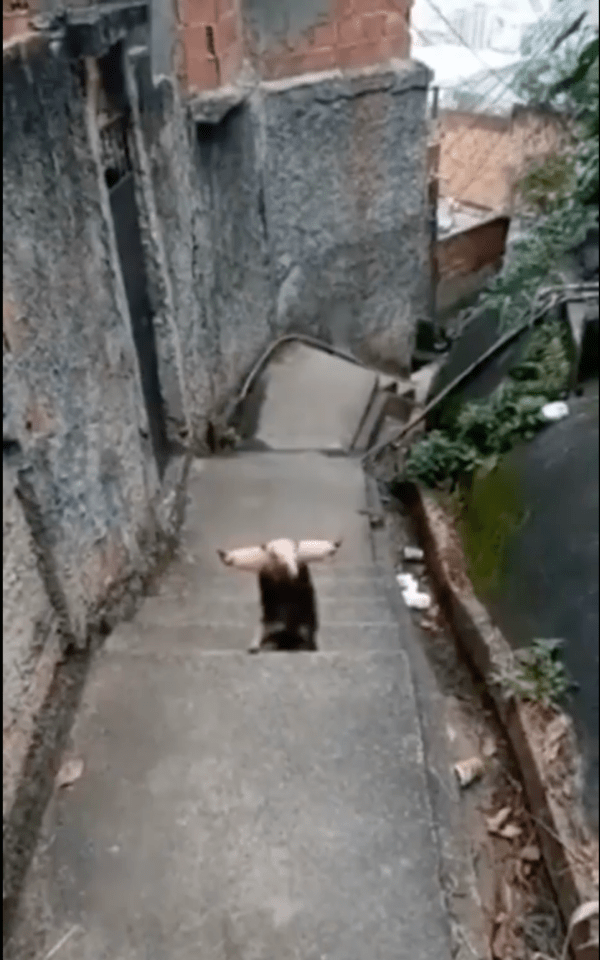 출처 : Reddit / 아무도 지나갈 수 없다!