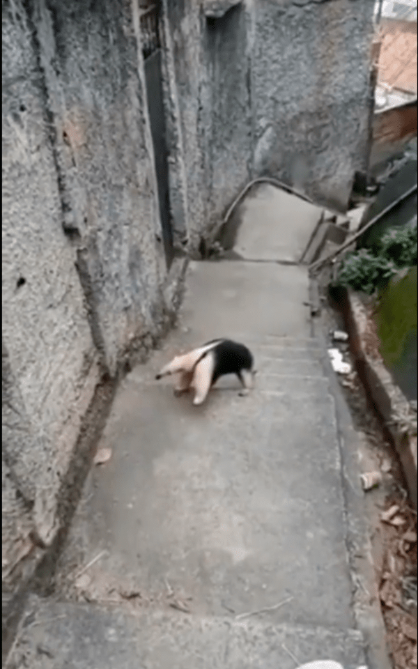 출처 : Reddit / 계단은 내가 지킨다!