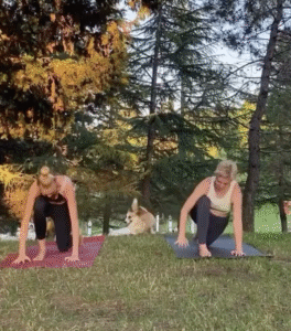 가족의 요가 시간에 깜짝 등장한 웰시코기의 웃음 폭탄