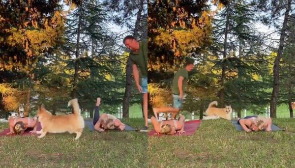 출처 : Reddit / 아빠에게 잡히기 싫어 이리저리 뛰어 다니는 웰시코기