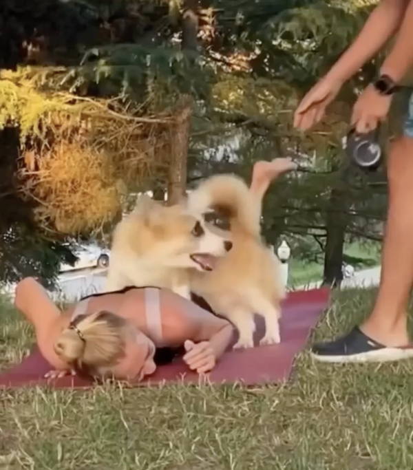 출처 : Reddit / 아빠 눈치를 보며 뛰어다니는 웰시코기