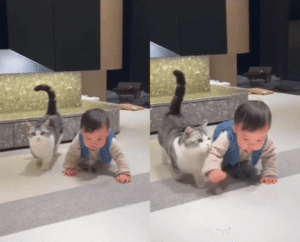 아기와 고양이, 경호원과 연예인을 연상시키는 특별한 교감