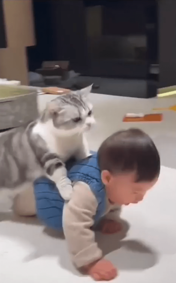 출처 : Reddit / 기어가는 아이를 막는 고양이