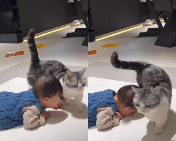 출처 : Reddit / 아이가 가는 길을 확인하는 고양이