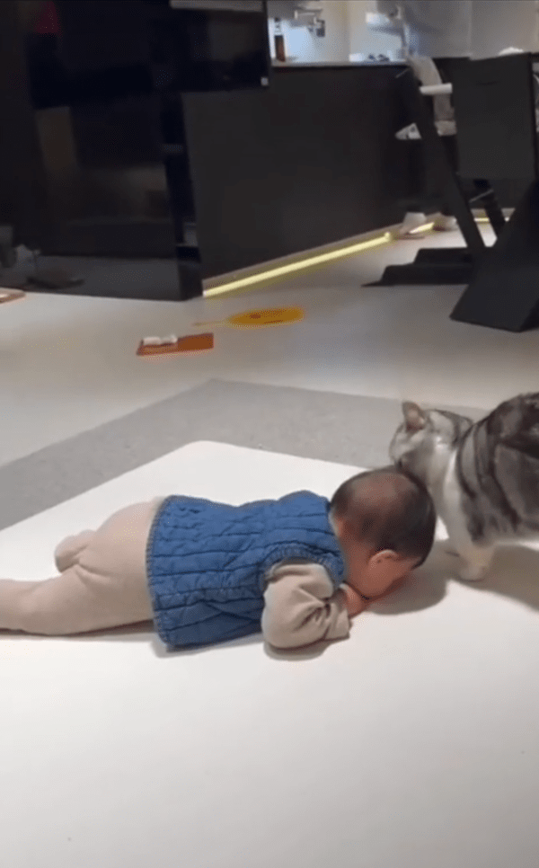 출처 : Reddit / 고양이가 막자, 우선 기다리는 아이?