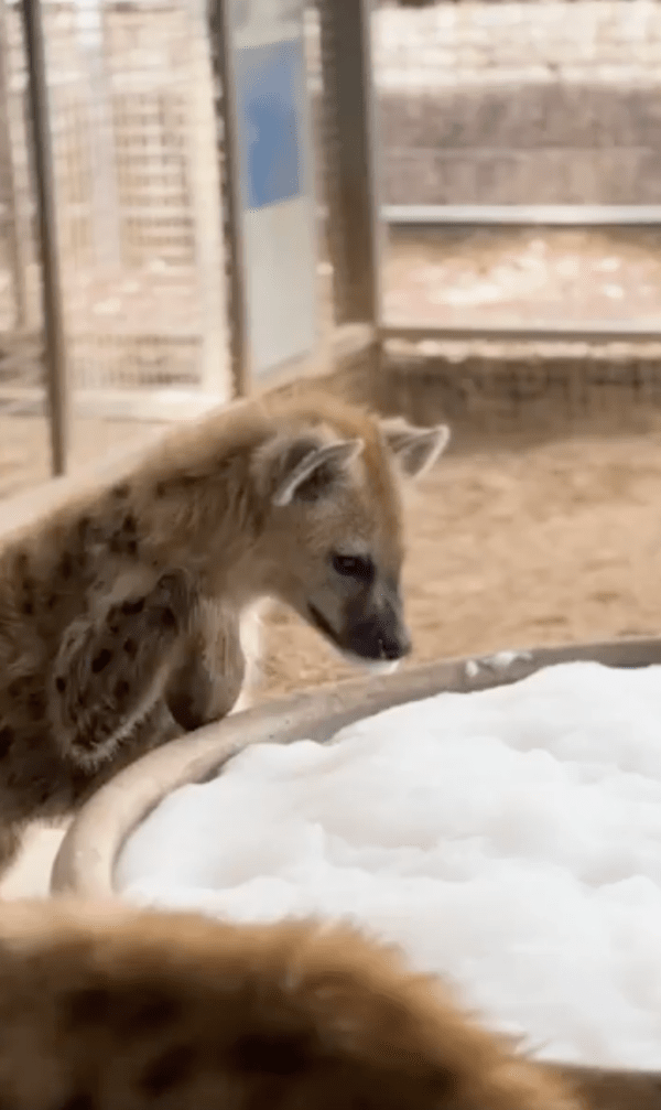 출처 : Reddit / 욕조에 있는 거품을 바라보는 하이에나