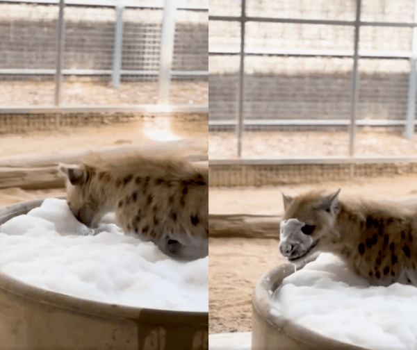 출처 : Reddit / 얼굴에 거품을 묻히는 하이에나