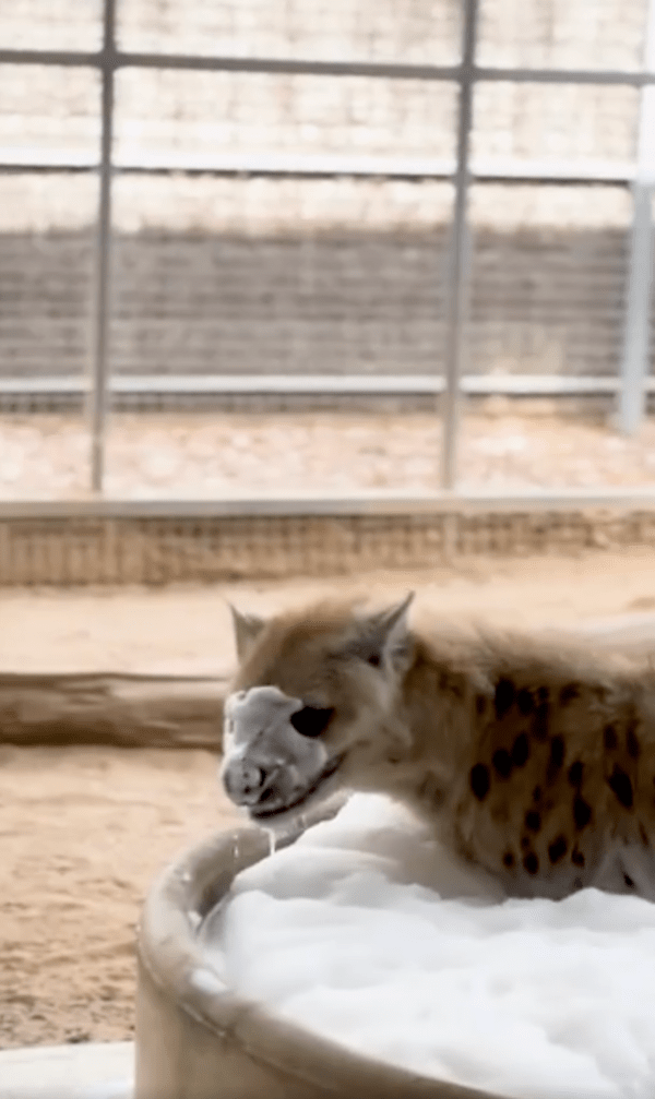 출처 : Reddit / 얼굴에 거품이 가득한 하이에나