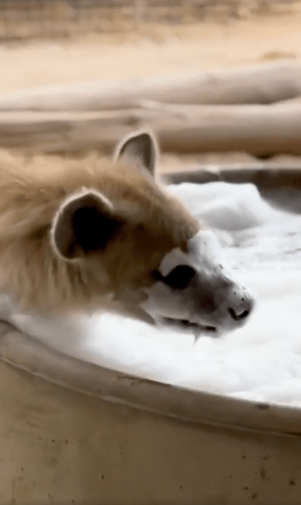 출처 : Reddit / 거품 목욕을 즐기는 하이에나