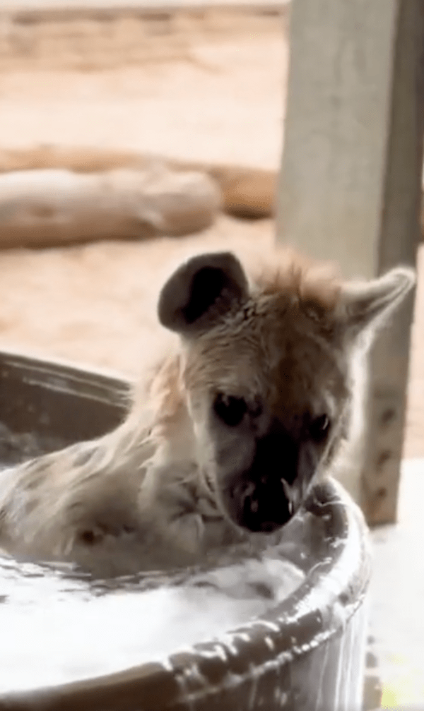 출처 : Reddit / 지친 하루의 피로를 푸는 하이에나