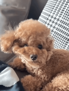 엉망진창 헤어스타일로 깬 푸들, 귀여움 폭발! 인터넷을 사로잡다