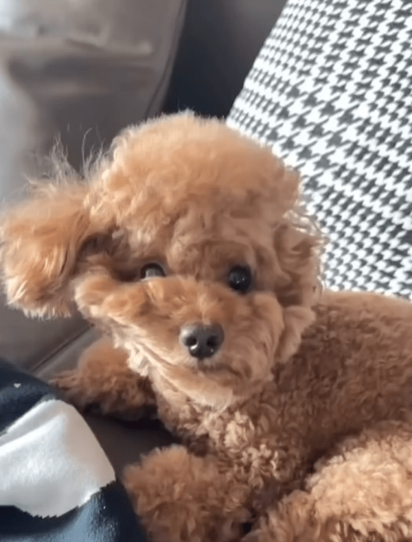 출처 : Reddit / 낮잠을 자고 일어난 푸들, 그리고 눌린 털들