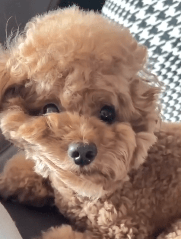 출처 : Reddit / 자기에게 무슨 일이 일어났는지 전혀 모르는 듯한 푸들