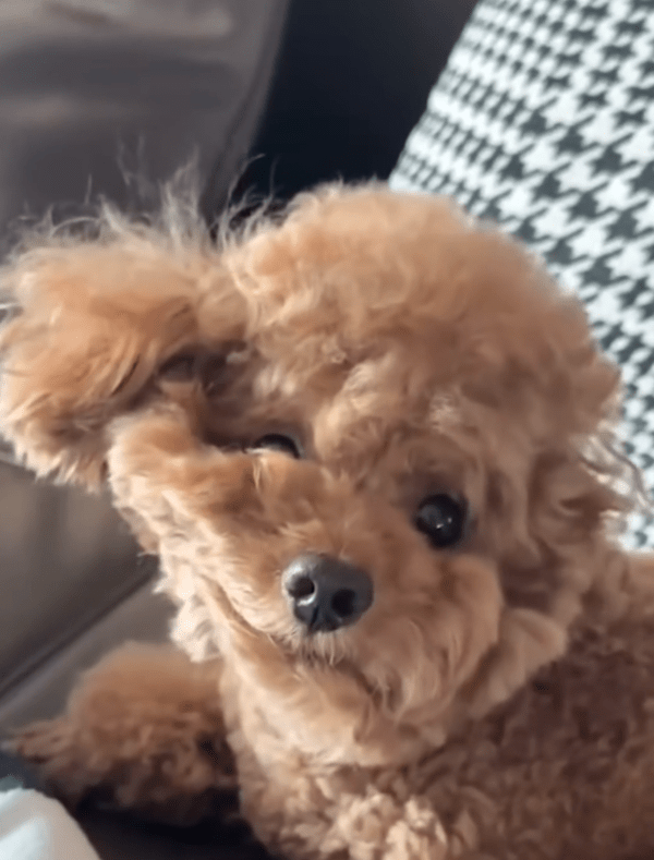 출처 : Reddit / 주인을 바라보며 자기에게 무슨 일이 일어났는지 물어보는 듯한 푸들