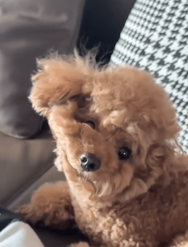 출처 : Reddit / 푸들은 자기 털이 눌린 걸 언제 알까?