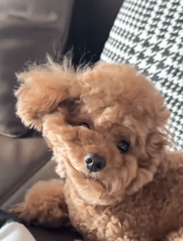 출처 : Reddit / 털이 눌린 채 주인을 바라보는 귀여운 푸들