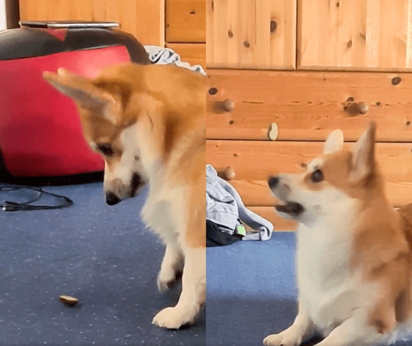 출처 : Reddit / 오이가 자기가 생각했던 맛이 아니자, 오이를 가지고 노는 듯한 웰시코기