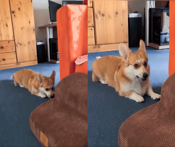 출처 : Reddit / 오이를 입에 물었다 놨다를 반복하는 웰시코기