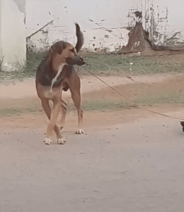 출처 : Reddit / 끈을 물고 무언가를 가지고 오는 강아지