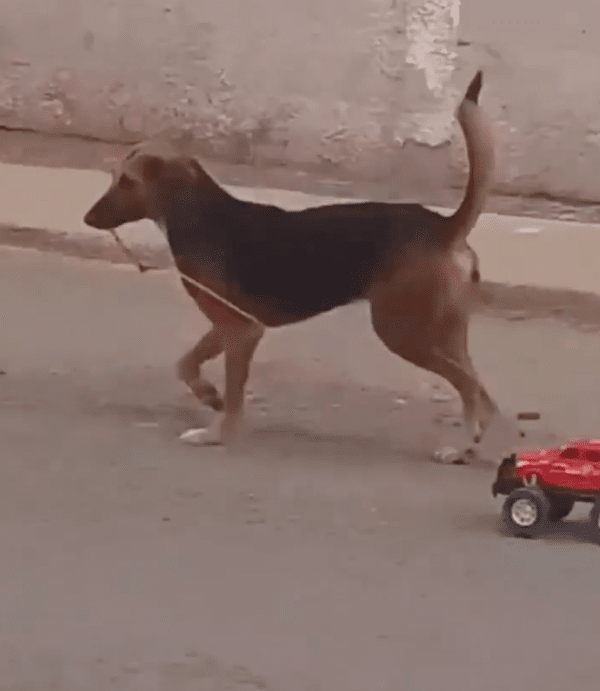 출처 : Reddit / 장난감 자동차를 끌고 다니는 강아지