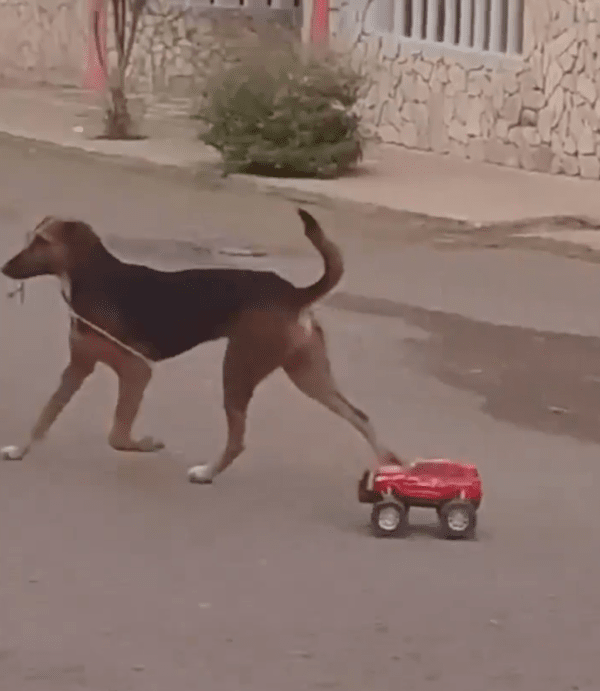 출처 : Reddit / 장난감 자동차를 끌고 산책하는 듯한 강아지