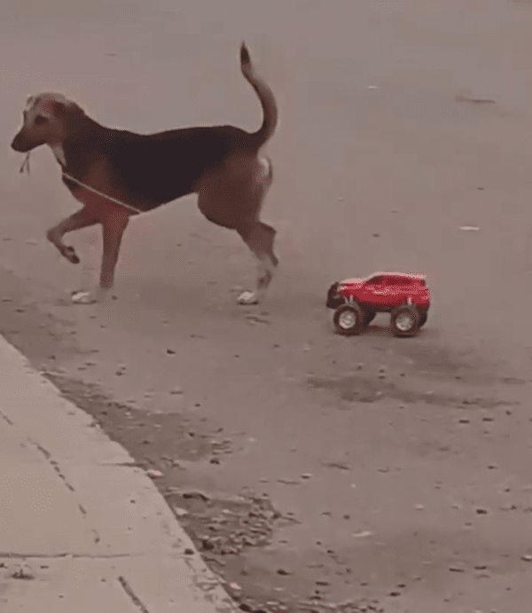 출처 : Reddit / 기분이 좋은지 꼬리가 높게 올라가 있는 강아지