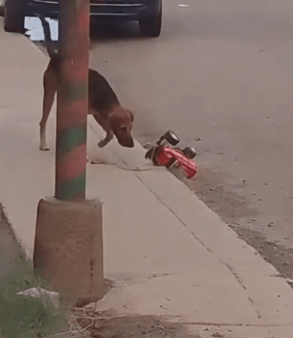 출처 : Reddit / 보도블록에 걸려 버린 장난감 자동차