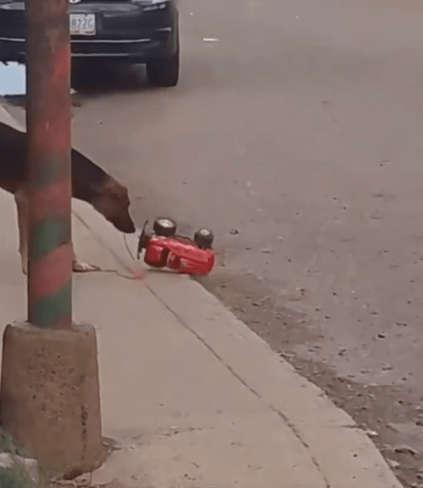 출처 : Reddit / 장난감 자동차가 괜찮은지 확인하는 강아지