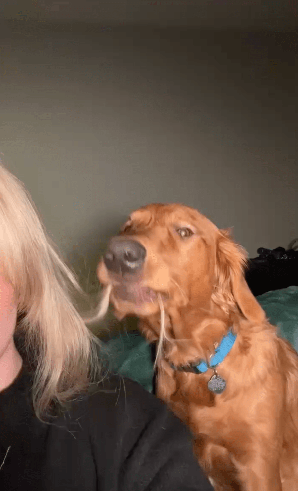 출처 : Reddit / 주인의 머리카락을 씹는 강아지