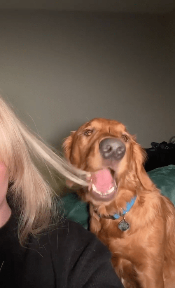 출처 : Reddit / 맛있는 간식을 먹듯, 주인의 머리카락을 씹는 강아지