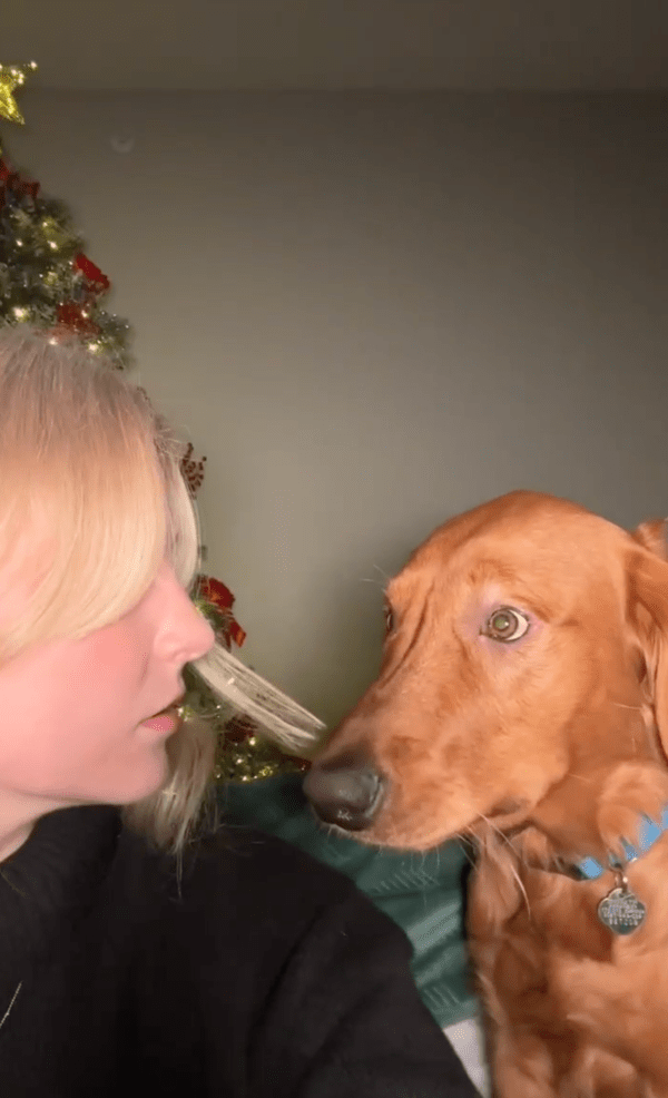 출처 : Reddit / 주인이 바라보자, 모르는 척하는 강아지