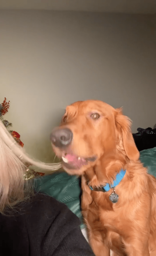 출처 : Reddit / 주인이 돌아보자, 다시 머리카락을 씹기 시작한 강아지