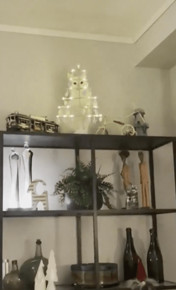 출처 : Reddit / 크리스마스 조명 뒤 서 있는 터키쉬 앙고라 고양이