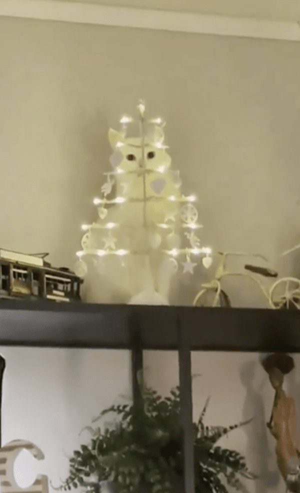 출처 : Reddit / 조명 뒤에 가만히 서 있는 고양이