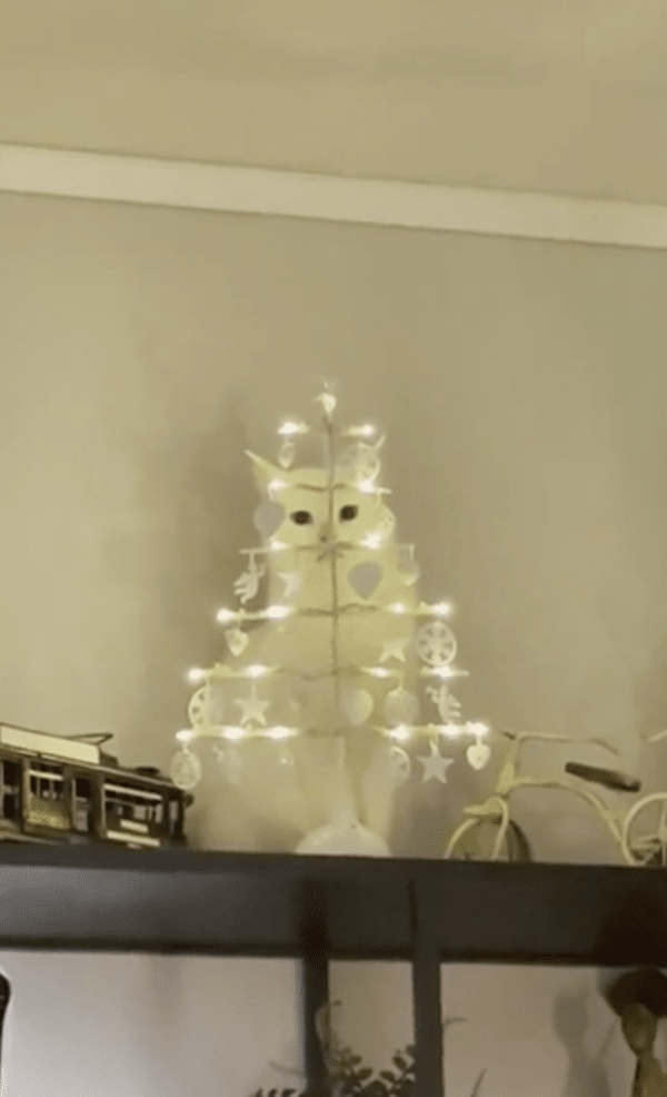 출처 : Reddit / 크리스마스 오브제처럼 보이는 고양이의 모습