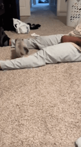 귀여움 주의! 아기 돼지의 ‘올림픽급’ 점프 실력