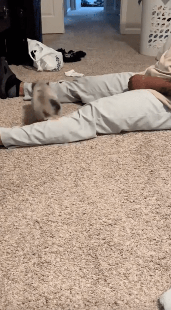 출처 : Reddit / 주인 다리를 뛰어다니는 아기 돼지